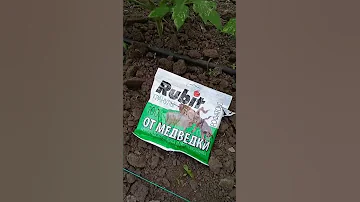 Лучшее средство от медведки (капусницы)