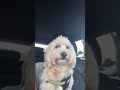 July 25 2025 Shorts Short Shortviral Dog Maltipoo July 25 2025 Shorts Short Shortviral Dog Maltipoo