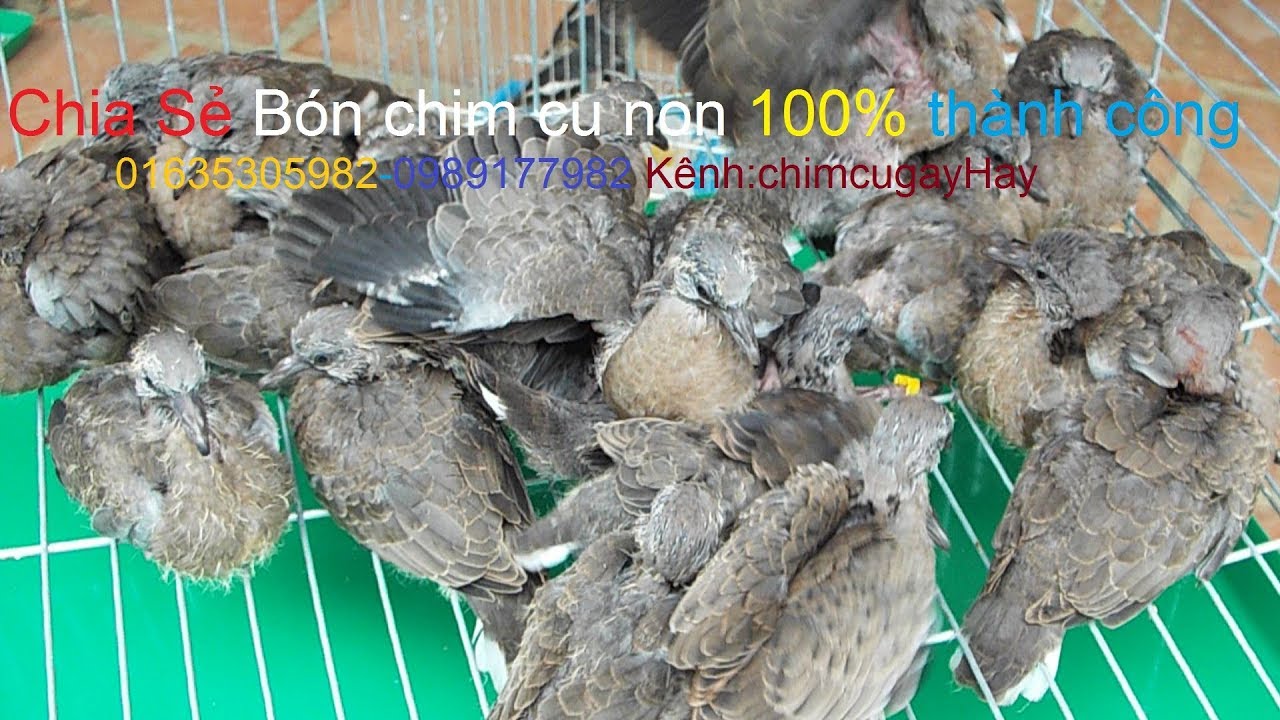 Chia Sẻ Cách Bón Chim cu Gáy Non( Dễ hiểu - Hình Ảnh rõ nét) Ai cũng ...