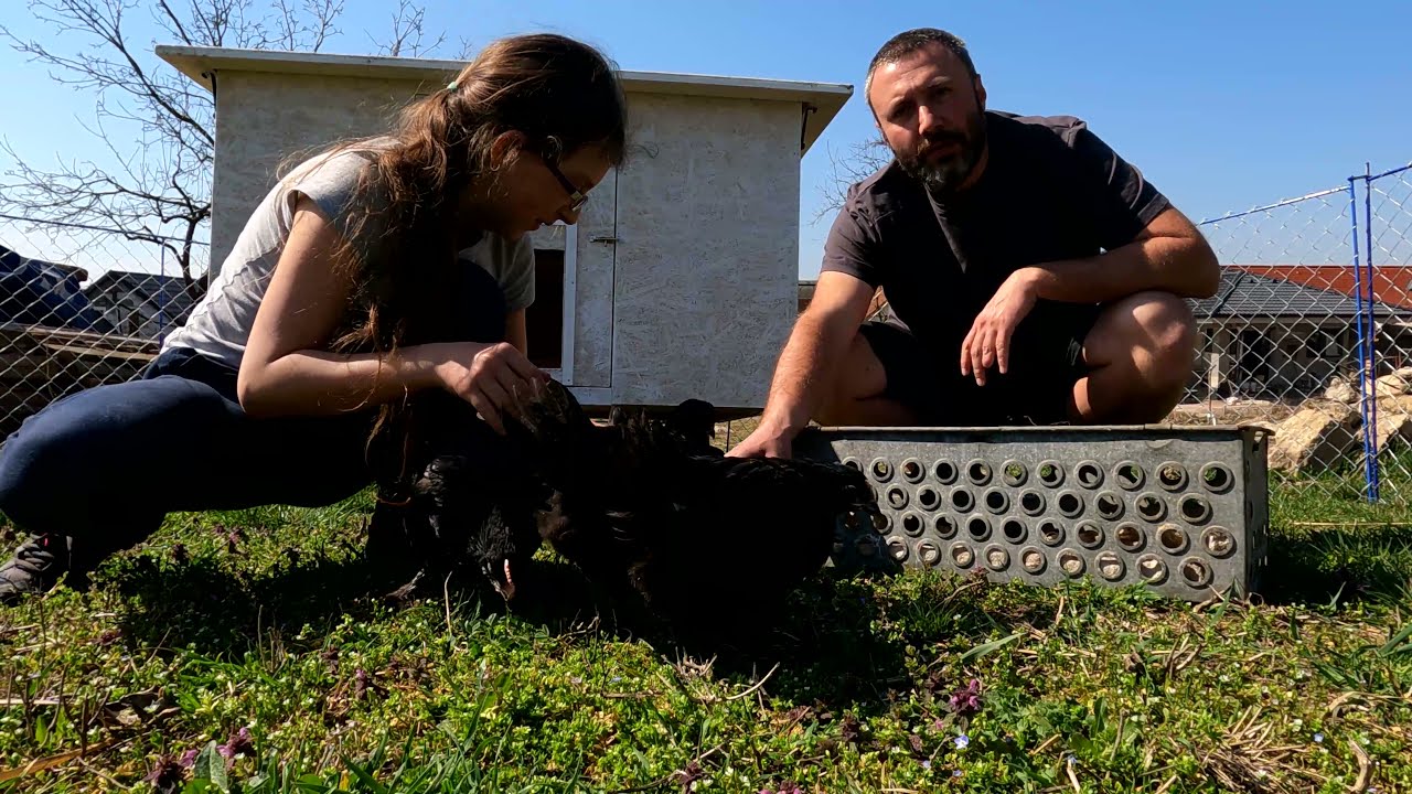 Začíname chovať sliepky, Maransky