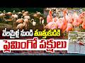 వేలమైళ్ల నుండి తూత్తుకుడికి ఫ్లెమింగో పక్షులు | Flamingos Spotted In Thoothukudi, TamilNadu | Prime9