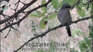 Masked super singing bird with a full range of notes! Red-backed Shrike