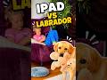 My Labrador declared war on the iPad 😅 #poellpets #haley