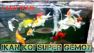 Ikan koi super gemoy|Lagu ikan lagu anak populer