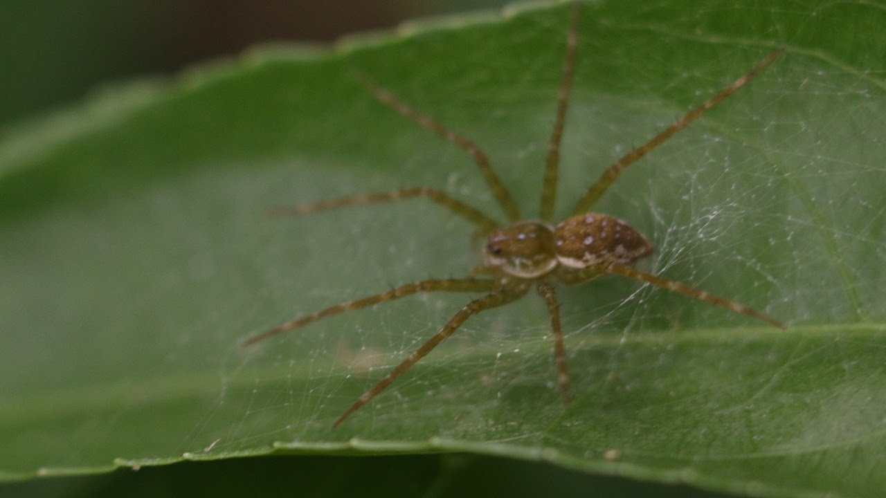 Pisauridae Architis sp - Nursery web spiders - Aranha de jardim