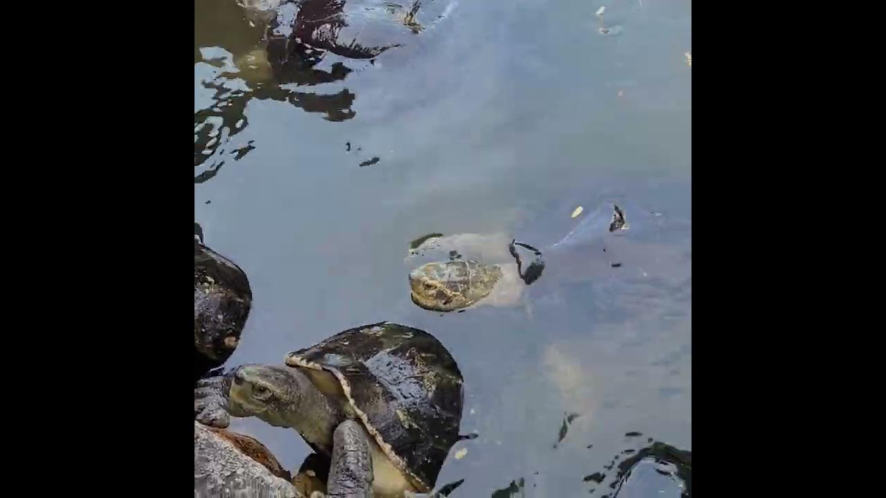 Wat Prayurawongsawat Bangkok Schildkröten füttern XV YouTube
