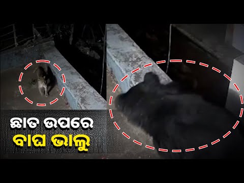 ଏମିତି ଘଟଣା ଆପଣ ହୁଏତ କଉ ଫିଲ୍ମ କି ଜଙ୍ଗଲରେ ଦେଖିଥିବେ, କିନ୍ତୁ ବାସ୍ତବରେ କେବେ ଦେଖିଛନ୍ତି କି ?