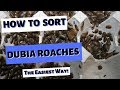 Sorting Dubia Roaches | The Easiest Way