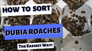 Sorting Dubia Roaches | The Easiest Way