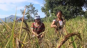 Chương trình đài địa phương: Mùa lúa rẫy vùng cao