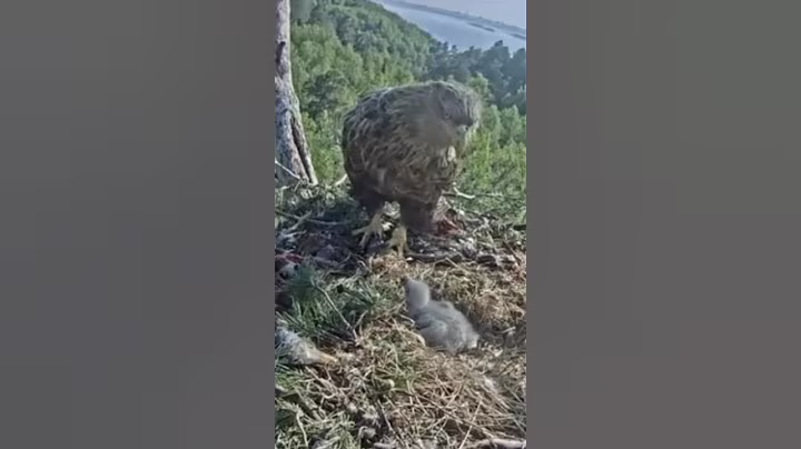 P#585- Review mother birds brings food to feed her babies in the nest, baby birds life #birdslover