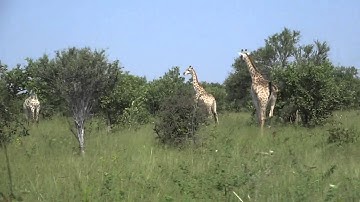 Dry Season Only - Giraffe Run Cycle