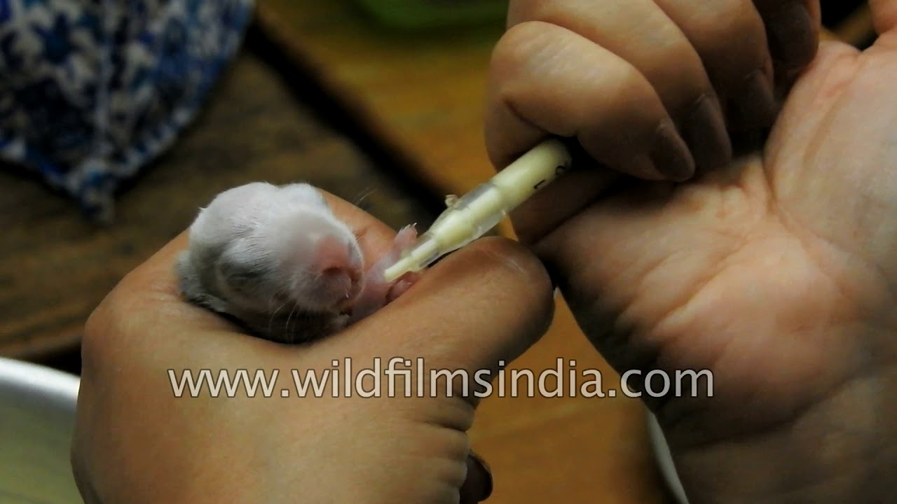 Feeding a baby rabbit abandoned by its mother YouTube