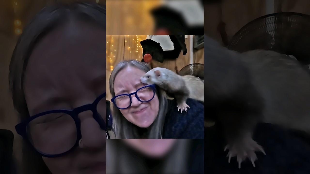 Ferrets Are Dangerous (Even If They Love You)