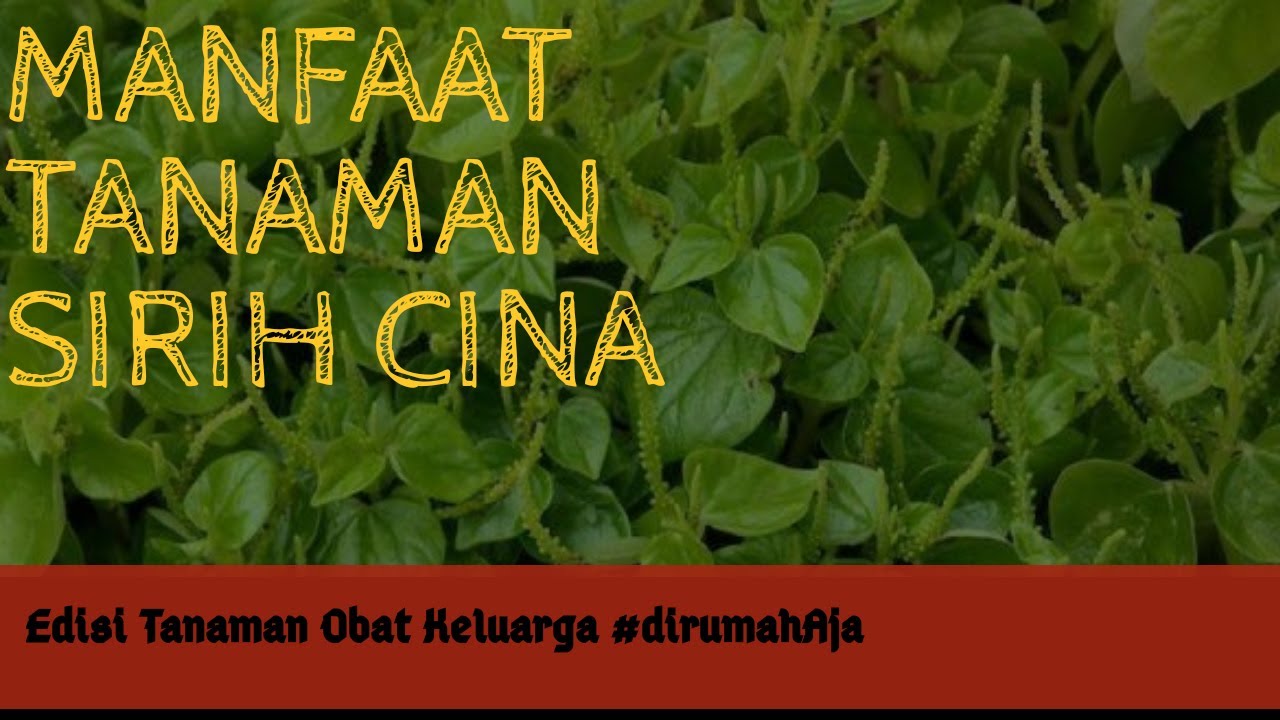 MANFAAT SIRIH CINA YANG BELUM DI KETAHUI BANYAK ORANG 