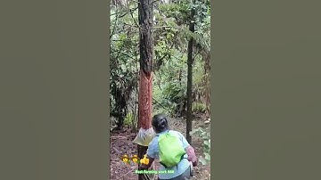 Ingenious skill cutting bark tree getting natural resin