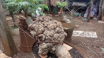 ghé 1 vườn cây cảnh bonsai đakmil toàn là cóc quái dị có 102