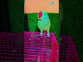 Mitthu tumhara video ban raha hai chalo kuchh bolo #parrot #trending #indianbirds #superbparrot #cut