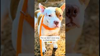 He Was Hit By A Car, Survived, But Is Now On The Urgent List 💔 #adopt #dog #sweet #shorts #love