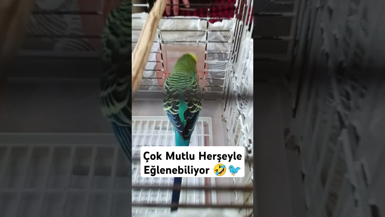 Çok Mutluyuz Herşeyle Eğlenebiliyoruz 🐦🤣 #muhabbetkuşufıstık #muhabbetkusu #birds #muhabbetkuslari