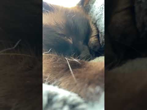 アップでふみふみ猫 - Close-up cat’s kneading - #Shorts