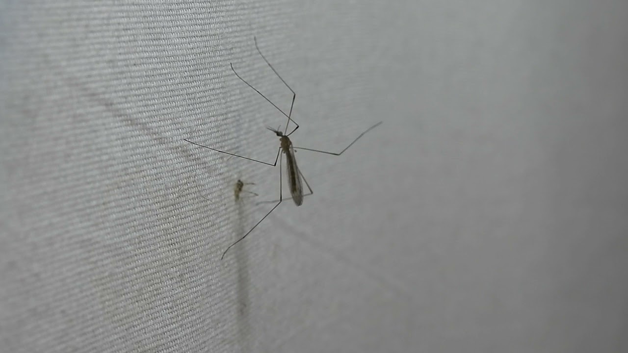 Vibrating limoniid crane-fly (Geranomyia)