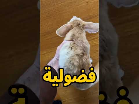 ثعلب الفنك صاحب الأذان الكبيرة والسمع الخارق أسرار ما تعرفها عن حبيب الصحراء