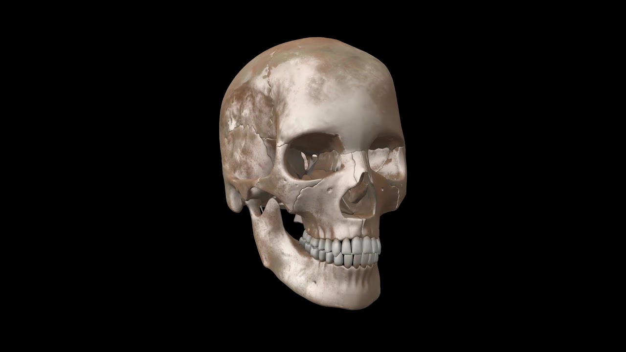 Royalty Free Medical Human Skull HD Footage - Real Skull 360 View - YouTube