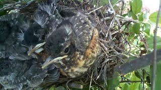 Robin Nest LIVE, May 11, 2020