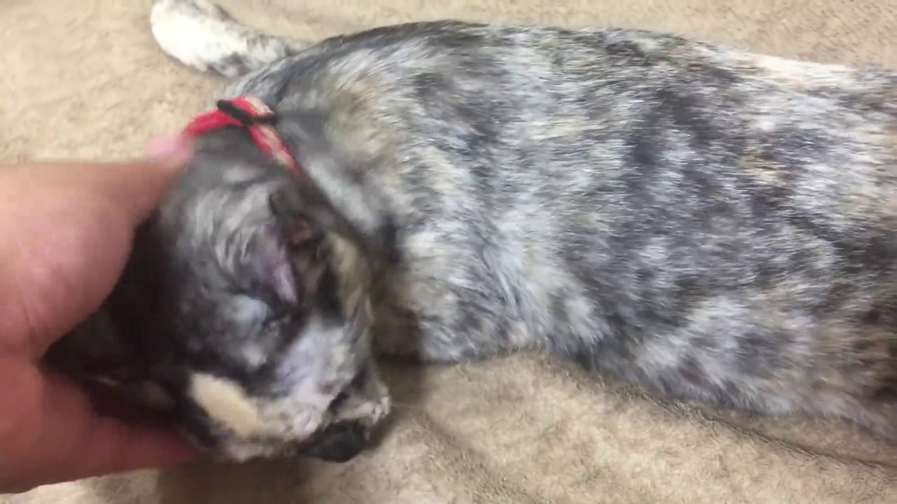 サビが発情してたんで綿棒で発散させた　№1　cats sabi, I tried diverging with a cotton swab as it was in estrus　№1