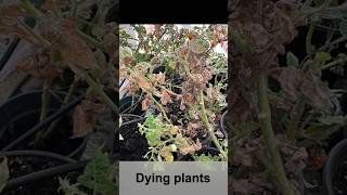 Whiteflies: Silent Plant Killers!!#shorts