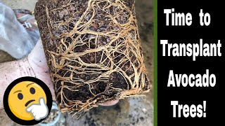 Growing Avocado Trees from Seed - 7 Month Update I Filmed An Avocado Seed For 7 Months