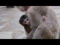 A case report - Do monkeys adopt ?