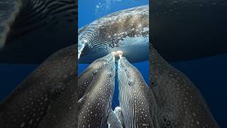 “Incredible Whale Feeding Moment 🐋 | Rare Underwater POV | Nature’s Giant Feeding”
