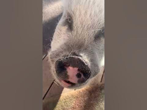 Leroy keeps asking for pets ️ - YouTube