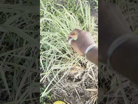 LOCAL LEMON GRASS GIVEAWAY THURSDAY 25TH- PALM BAY/MELBOURNE AREA