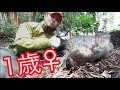 【弱グロ注意】くくり罠にかかった猪の電気止め刺しと近況とタイミングの悪さ