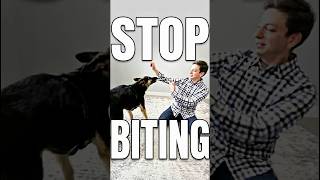 Stop Extreme Puppy Biting! In 1 Minute