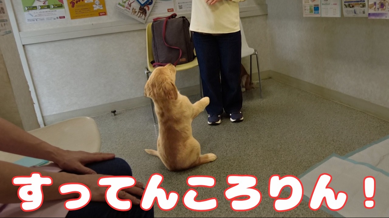 待ての練習中にひっくり返っちゃうゴールデンレトリバーの赤ちゃん👶 順調に成長中!