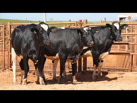 LOTE 35 • 4º LEILÃO NOVILHAS CANTO PORTO • 11347   11887   11848