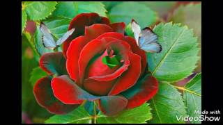 Radhike le chal parli Paar