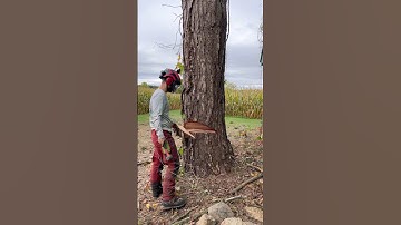 Felling a HUGE austrian pine #treefelling #asmr #treecutting #arborist #chainsaw #treeremoval #tree