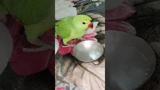 wait for 🔚😂😂 #comedy #funny #comdeymemes #viral #comdeyclub #relatable #parrot #fun