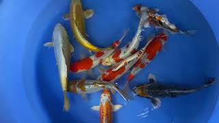 202111 Sp-A821 Ikarashi O Nisai Selected Mix 30-40Cm Order18