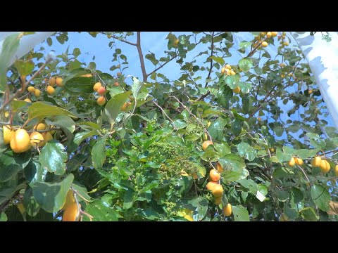 مزرعة السدر النموذجية تجني محصولها وترفد به الأسواق المحلية