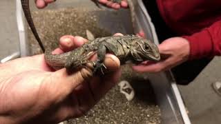 Grand Cayman Blue Iguana Babies!