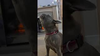 French Bulldog Howling
