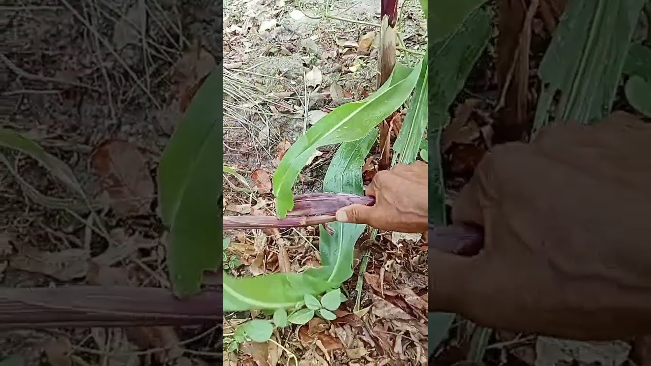 เลาสวนยามเช้า24/2/2569