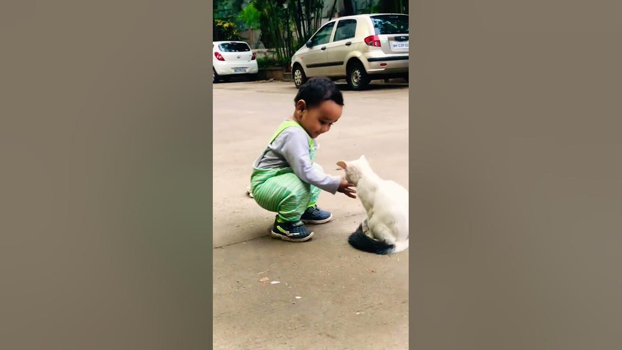 Cute Aarav Is Playing With Cat shortvideo youtubeshorts cute-aarav-is-playing-with-cat-shortvideo-youtubeshorts