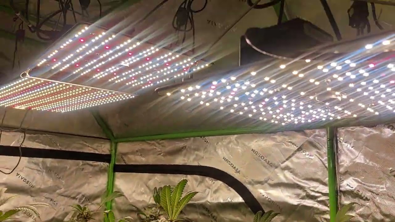 Bubba cheesecake and cali critical mass week 7 of flower. 